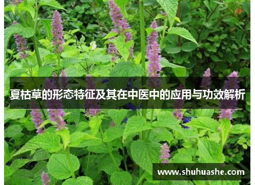 夏枯草的形态特征及其在中医中的应用与功效解析